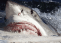 White shark (Carcharodon carcharias) scavenging on whale carcass - journal.pone.0060797.g004-A
