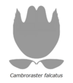 20210516 Radiodonta head sclerites Cambroraster falcatus