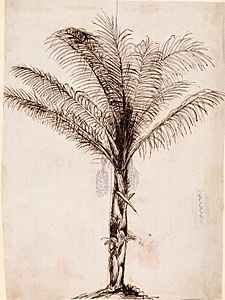 Wallace's sketch of a tree