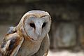 Barn Owl at Busch Gardens