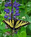 Canadian Tiger Swallowtail on Wild Lupine