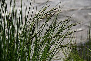 Carex utriculata Lake-margin sedge Hamilton Lake