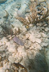 Coral reef on culebra