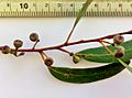 Eucalyptus racemosa - fruit