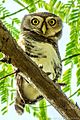 Forest Owlet Athene blewitti by Ashahar alias Krishna Khan