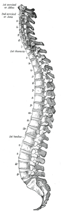 Gray 111 - Vertebral column
