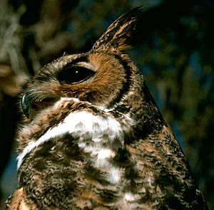 Great Horned Owl.USFWS