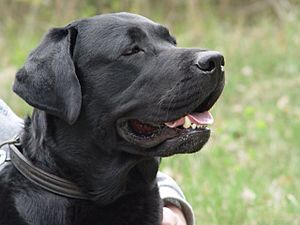 Labrador retriever bulaj1