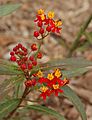 Mexican Butterfly Weed Asclepias curassavica Ants 2000px