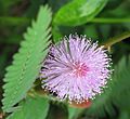 Mimosa pudika flower from Thrissur, Kerala, India