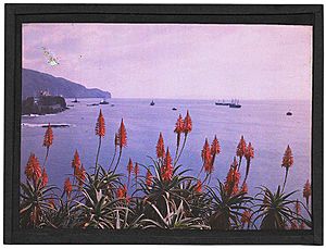 Red Hot Pokers and the Bay of Funchal by Sarah Angelina Acland