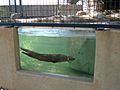Alameda Park Zoo North American River Otter