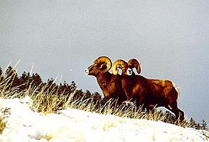 Bighorn Sheep in Shoshone National Forest