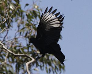 Corcorax melanorhamphos -Brisbane Ranges National Park-8