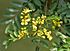 Kassod (Senna siamea) flowers W IMG 0540.jpg