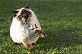 Large Ragdoll cat tosses a mouse