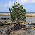 Mangrove (cropped)