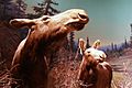 Mother moose and calf diorama - Manitoba Museum (6908025191)