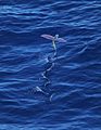 Pink-wing flying fish