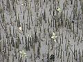 Pneumatophores of mangrove plant