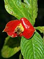 Psychotria poeppigiana (bracts)