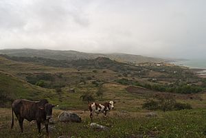 Rodrigues Cattle August 2015