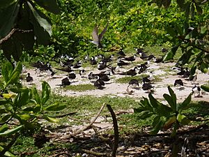 Seabirds nesting on South Brother island in the Chagos Archipelago