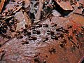 Termites (Nasutitermes sp.) (8439859723)