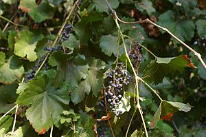 Vitis californica with grapes.jpg
