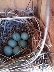 Western Bluebird (Sialia mexicana) eggs