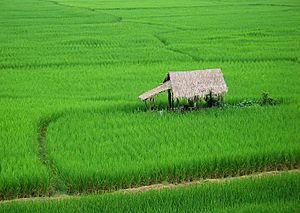 2006 1002 nan thailand rice