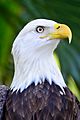 Bald Eagle at Brevard Zoo