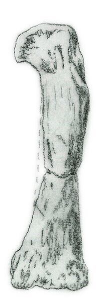 Camelotia borealis femur.jpg