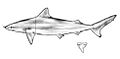 Carcharhinus acronotus drawing