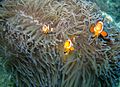 Clownfishes, Paya Beach, Tioman - panoramio