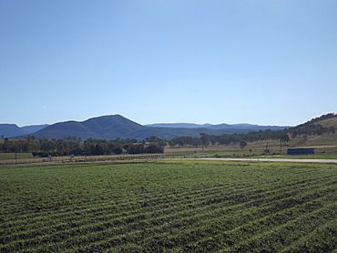 Crops at Frazerview.jpg