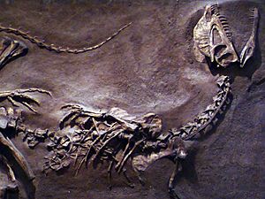 DilophosaurusROM2