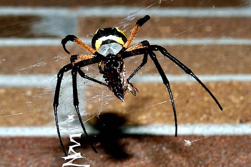 Female Garden Spider Consuming A Moth