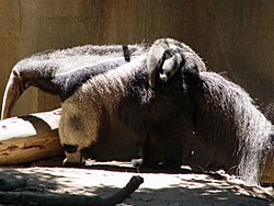 Giant Anteater with child