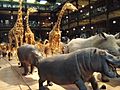 Grande galerie evolution - musee histoire naturelle