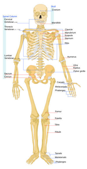 Human skeleton front