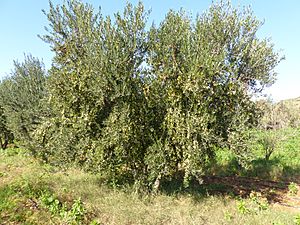 Koroneiki olive tree in Tunisia.jpg