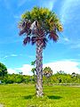 Oleta River State Palm - Sabal Palm