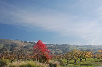 Orchards in Morgan Hill