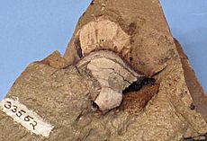 Petalodus ohioensis fossil
