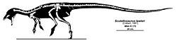 Scutellosaurus lawleri