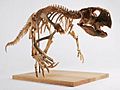 The Childrens Museum of Indianapolis - Psittacosaurus skeleton cast