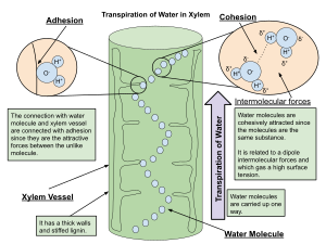 Transpiration of Water in Xylem