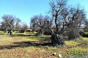 Alberi di olivo attaccati da xylella nell'agro di Gallipoli