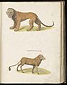 Animal drawings collected by Felix Platter, p2 - (45)